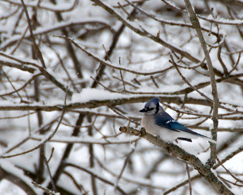 BlueJay