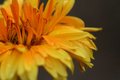 yellow.jpg