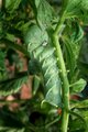 hornworm.jpg