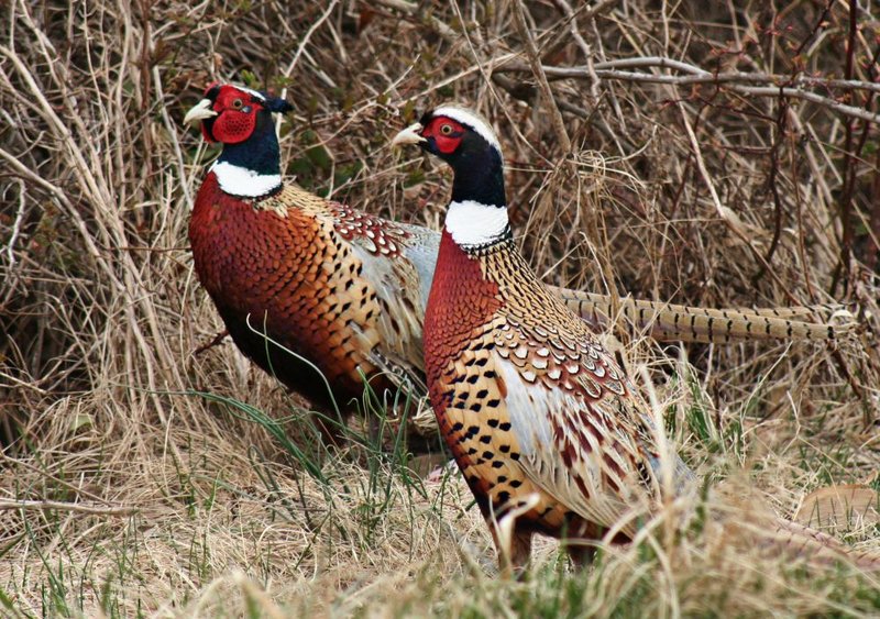Twopheasants.jpg