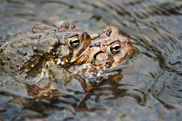 Toads.jpg