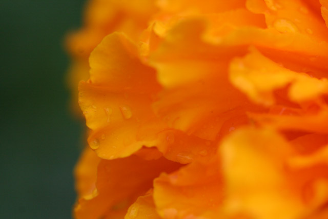 marigold.jpg