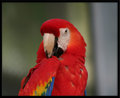 Parrot Close-up