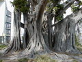 Banyan