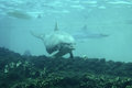 The Reef