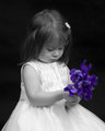Purple Iris