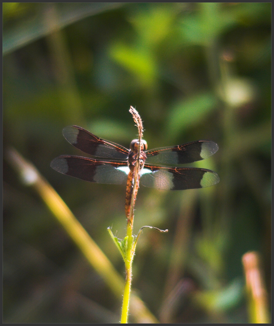 Dragonfly