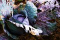cabbage art_3.jpg