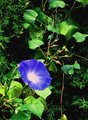 Blue Shine