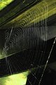 Web