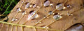 crystals
