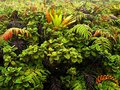 altitude vegetation - Pelee