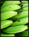 banana1_web.jpg