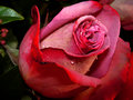 Say it in fuchsia