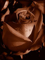 ...Oh how those roses seem to me ...