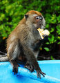A Crab-Eating Macaque