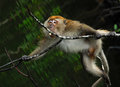 Swinging Free