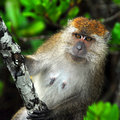 Portrait in the Mangroves-3