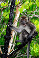 Portrait in the Mangroves-4