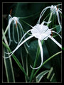 Tropical Elegance (Spider Lily/Hymenocallis caribaea)