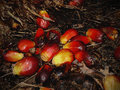 Fruit of Oil Palm