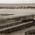 Oyster Farming