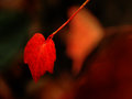 Chinese Autumn