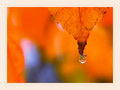 Autumn Dew