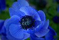 Blue Aura
