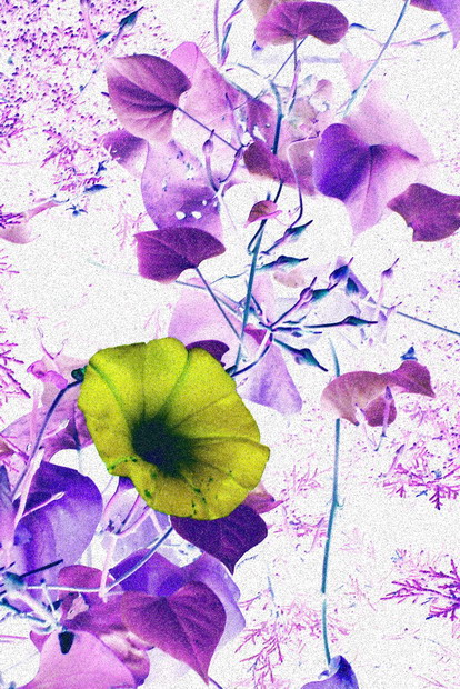 Violet foliage