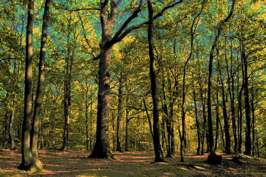 thru enchanted woods.jpg