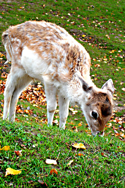 bambi_bis.jpg
