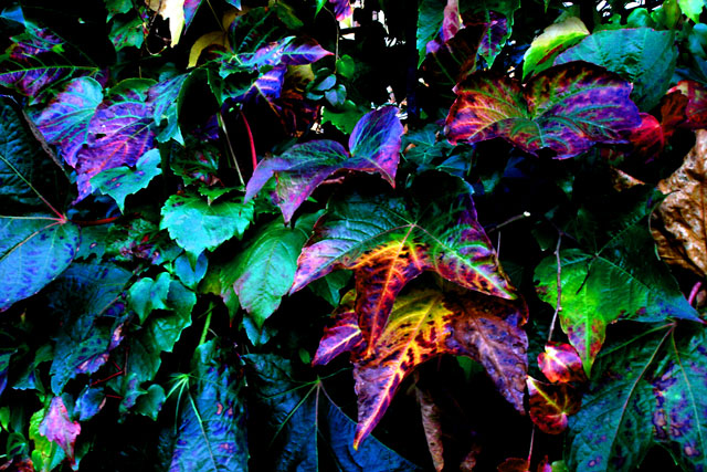 Autumn Satin Blue