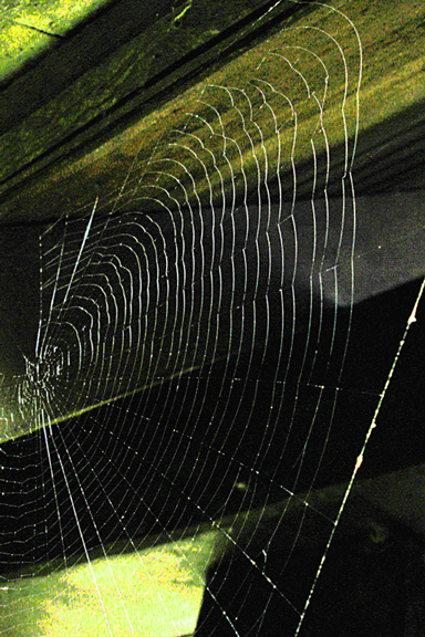Web
