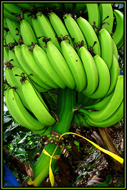 banana-comb1_web.jpg