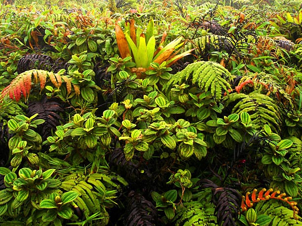 altitude vegetation - Pelee