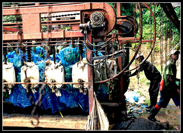 Offloading-Banana Plantation