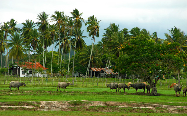 countrylife in Langkawi