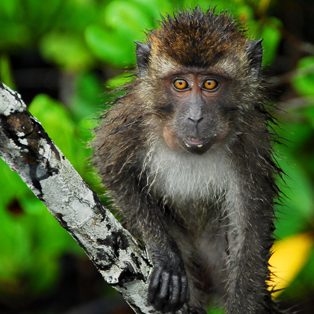 Portrait in the Mangroves-macaque2