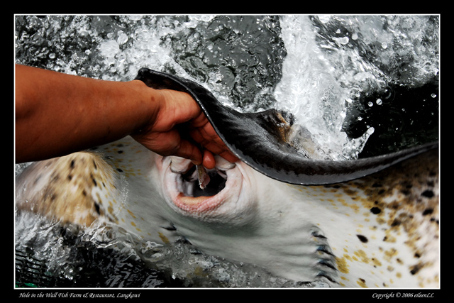 Feeding Time