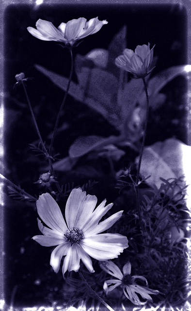 DSC_0342_trichromeweb.jpg