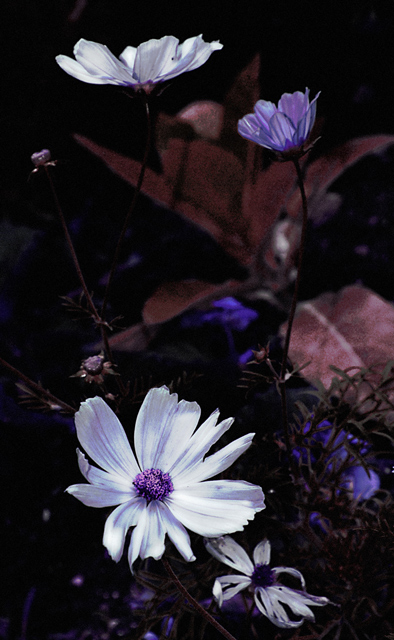 DSC_0342-copie2-web.jpg
