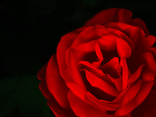 DSC_0536-web.jpg