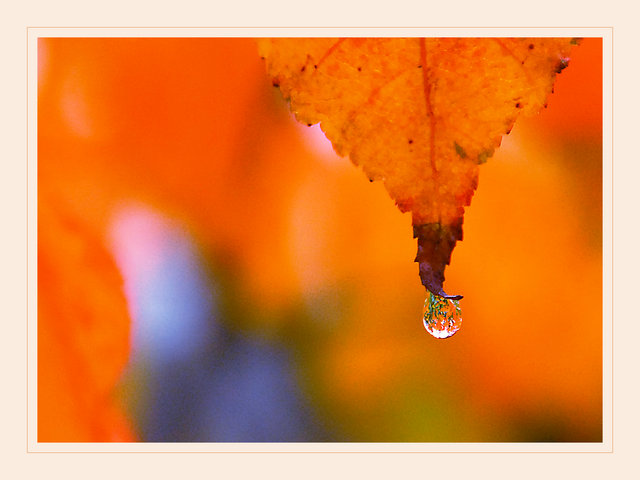 Autumn Dew