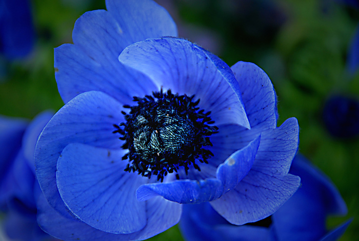 Blue Aura
