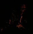 Face in the Fire.jpg