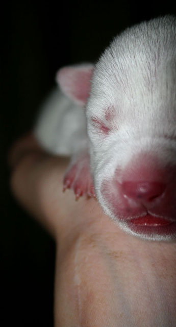 BABY DPC.jpg