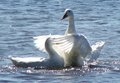 Ducking Love