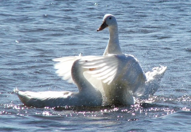Ducking Love
