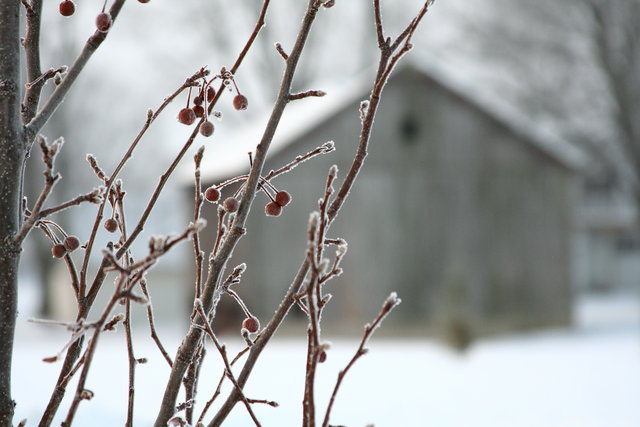 Frozen Berries